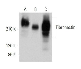 Fibronectin Antibody (IST-9) - Western Blotting - Image 380652 