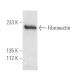 Fibronectin Antibody (P1F11) - Western Blotting - Image 5285