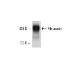 Fibronectin Antibody (P1H11) - Western Blotting - Image 5281 