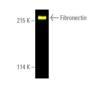Fibronectin Antibody (C6F10) - Western Blotting - Image 390350