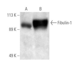 Fibulin-1 Antibody (A-5) - Western Blotting - Image 12826 