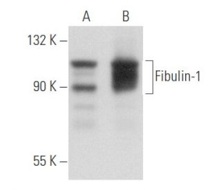 Fibulin-1 Antibody (B-2): sc-374539