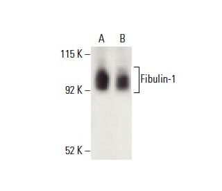 Fibulin-1 Antibody (B-5) - Western Blotting - Image 398269 