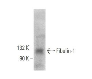 Fibulin-1 Antibody (C11) - Western Blotting - Image 374578