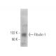 Fibulin-1 Antibody (C11) - Western Blotting - Image 374578