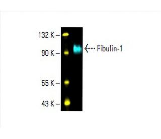 Fibulin-1 Antibody (B-5) - Western Blotting - Image 393417 