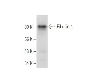 Fibulin-1 Antibody (B-2) - Western Blotting - Image 318394