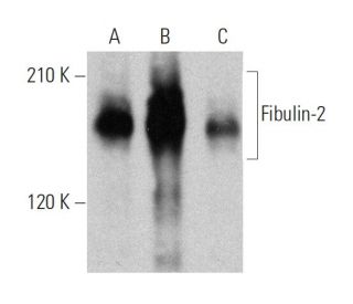 Fibulin-2 Antibody (B-10) - Western Blotting - Image 359572 