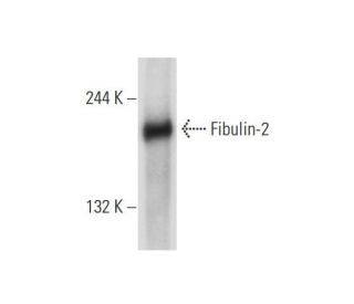 Fibulin-2 Antibody (B-10) - Western Blotting - Image 147454