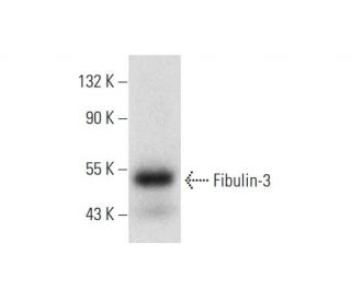 Fibulin-3 Antibody (C-3) - Western Blotting - Image 138513 