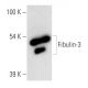 Fibulin-3 Antibody (mab3-5) - Western Blotting - Image 11588 