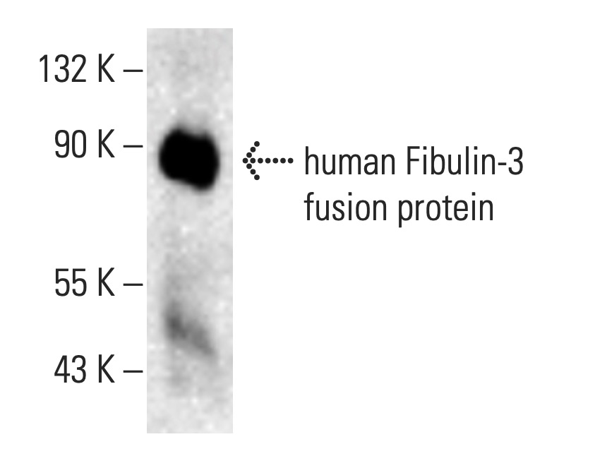 Fibulin-3 Antibody (mab3-5)  SCBT - Santa Cruz Biotechnology