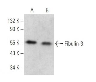 Fibulin-3 Antibody (C-3) - Western Blotting - Image 373377