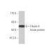 Fibulin-4 Antibody (2C8) - Western Blotting - Image 349574