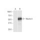 Fibulin-4 Antibody (2C8) - Western Blotting - Image 352189 