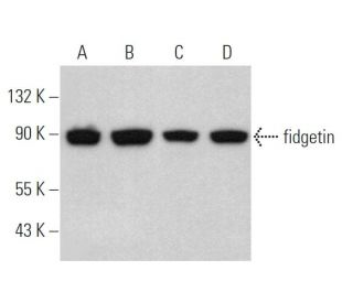 fidgetin Antibody (F-2) - Western Blotting - Image 367376 