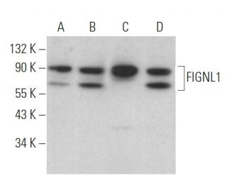 FIGNL1 Antibody (A-4) - Western Blotting - Image 372024 