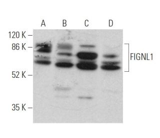 FIGNL1 Antibody (F-11) - Western Blotting - Image 372026 