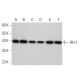 western blotting image from recommended FIH-1 (A-5) monoclonal antibody replacement. Image 381132