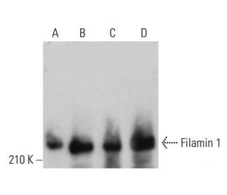 Filamin 1 Antibody (E-3) - Western Blotting - Image 379212 