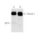 western blotting image from recommended Filamin 1 (E-3) monoclonal antibody replacement. Image 5479