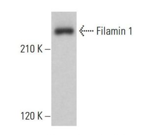 Filamin 1 Antibody (G-9) - Western Blotting - Image 379208