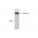 Filamin 3 Antibody (B-7) - Western Blotting - Image 80633 