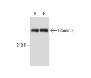Filamin 3 Antibody (F-8) - Western Blotting - Image 318331 
