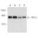 FIP1L1 Antibody (C-10) - Western Blotting - Image 304323 
