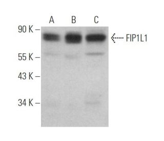FIP1L1 Antibody (C-10) - Western Blotting - Image 371979 