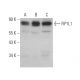 FIP1L1 Antibody (C-10) - Western Blotting - Image 371979 