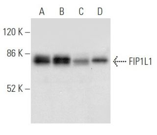 FIP1L1 Antibody (C-10) - Western Blotting - Image 304323