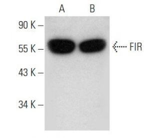 FIR Antibody (B-5) - Western Blotting - Image 354276 