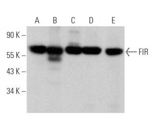 FIR Antibody (B-5) - Western Blotting - Image 366197 