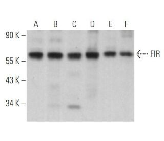 FIR Antibody (E-6) - Western Blotting - Image 369775 
