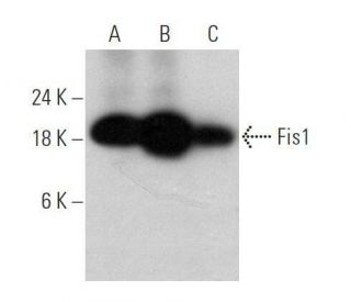 Fis1 Antibody (C-10) - Western Blotting - Image 356191 