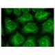Fis1 Antibody (D-9) - Immunofluorescence - Image 156276 