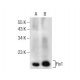 Fis1 Antibody (D-9) - Western Blotting - Image 155564