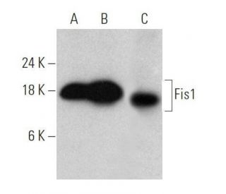 Fis1 Antibody (D-9) - Western Blotting - Image 356189 