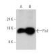 western blotting image from recommended Fis1 (B-5) monoclonal antibody replacement. Image 356190