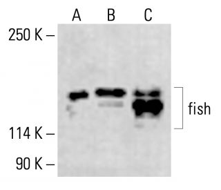 fish Antibody (G-7) - Western Blotting - Image 414658 