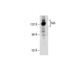 western blotting image from recommended fish (G-7) monoclonal antibody replacement. Image 154771