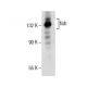 western blotting image from recommended fish (G-7) monoclonal antibody replacement. Image 154771