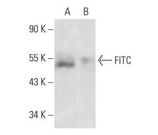 FITC Antibody (F4/1) - Western Blotting - Image 17596