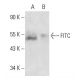 FITC Antibody (F4/1) - Western Blotting - Image 17596