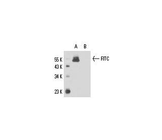 FITC Antibody (FITC-11) | SCBT - Santa Cruz Biotechnology