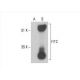 FITC Antibody (FITC-11) - Western Blotting - Image 393026