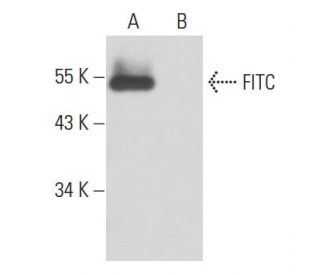 FITC Antibody (FITC-9) - Western Blotting - Image 17598