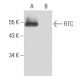 FITC Antibody (FITC-9) - Western Blotting - Image 17598
