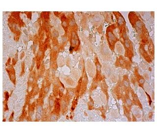 FKBP10 Antibody (D-4) - Immunohistochemistry - Image 305540 